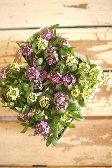 画像4: ２色植えアリッサム『レモン＆ラベンダー』 