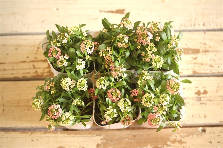 画像: ２色植えアリッサム『レモン＆ピーチ』 