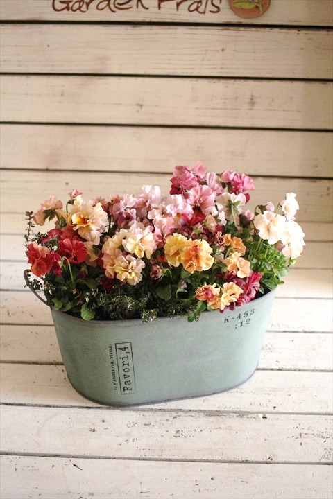 画像: 【１点もの】植田さんご夫婦育種！ フリルパンジー『春マンボー』◆ver.１１◆