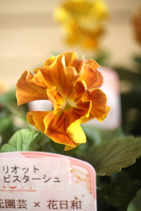 画像2: 2025NEW!! 見元園芸さん＆花日和さんコラボ フリルパンジー『グリオットピスターシュ』