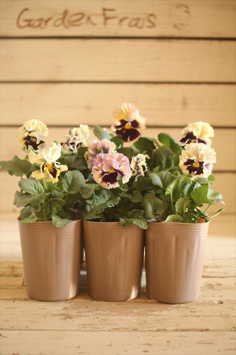 画像2: 2025NEW!! МFFさんオリジナル!! フリルパンジー コライユステムロング『カスタードベリー』 