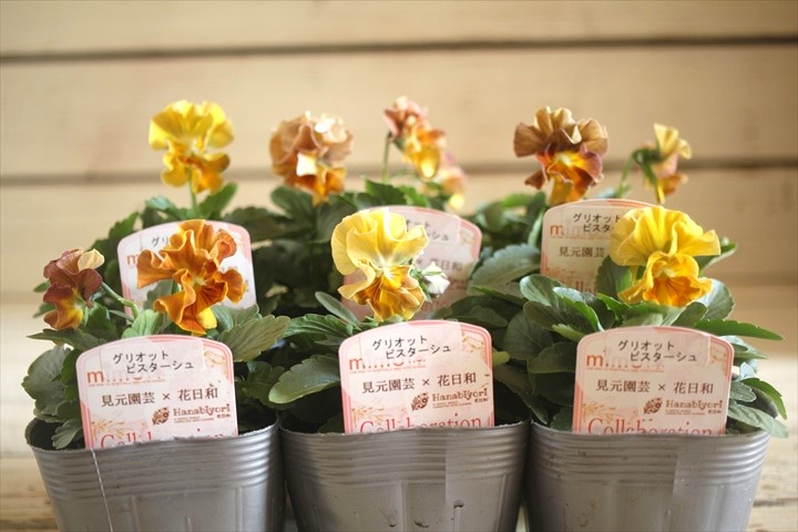 画像: 2025NEW!! 見元園芸さん＆花日和さんコラボ フリルパンジー『グリオットピスターシュ』