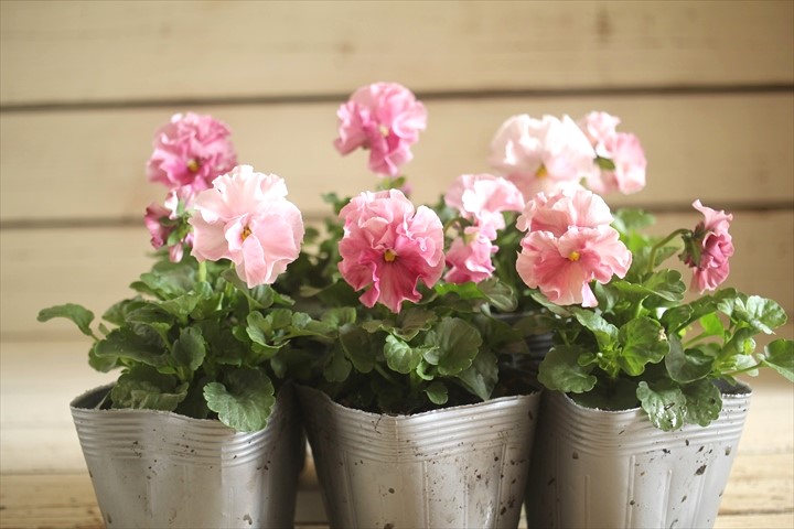 画像: 植田さんご夫婦育種！ フリルパンジー『マリーリーン』*淡い*