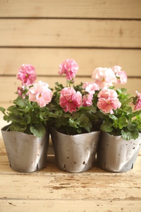 画像2: 植田さんご夫婦育種！ フリルパンジー『マリーリーン』*淡い*