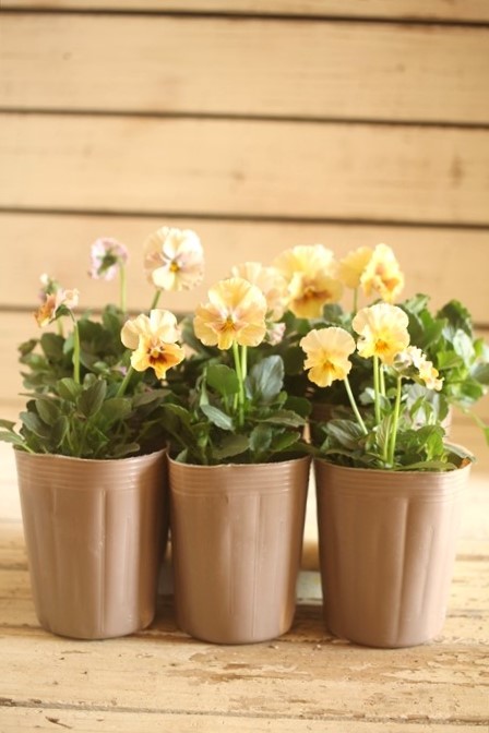 画像2: 2025NEW!!  МFFさんオリジナル!! フリルビオラ ルーシュ『シェルピンク』*イエロー系*