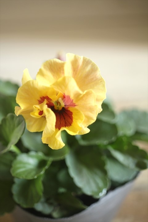 画像1: 【１点もの】植田さんご夫婦育種！ フリルパンジー『春マンボー』◆ver.１４◆