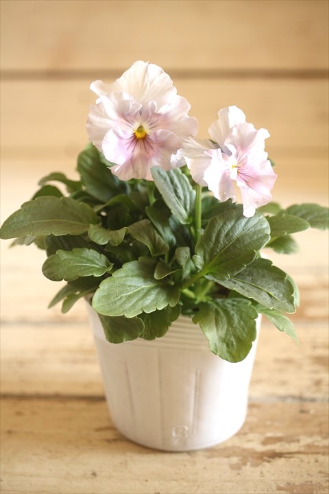 画像2: 【１点もの】花日和さんオリジナル！ フリルパンジー『シエルブリエ』ver.２２