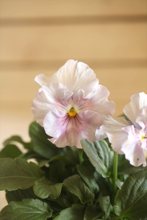 画像1: 【１点もの】花日和さんオリジナル！ フリルパンジー『シエルブリエ』ver.２２