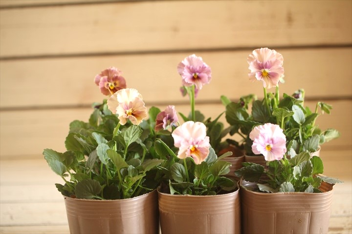 画像: 2025NEW!!  МFFさんオリジナル!! フリルビオラ ルーシュ『シェルピンク』*ピンク系*