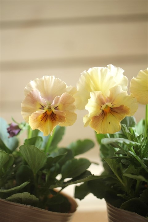 画像3: 2025NEW!!  МFFさんオリジナル!! フリルビオラ ルーシュ『シェルピンク』*イエロー系*