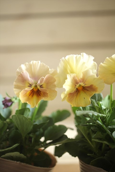 画像4: 2025NEW!!  МFFさんオリジナル!! フリルビオラ ルーシュ『シェルピンク』*イエロー系*