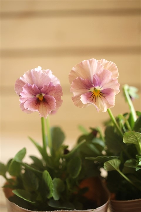 画像1: 2025NEW!!  МFFさんオリジナル!! フリルビオラ ルーシュ『シェルピンク』*ピンク系*