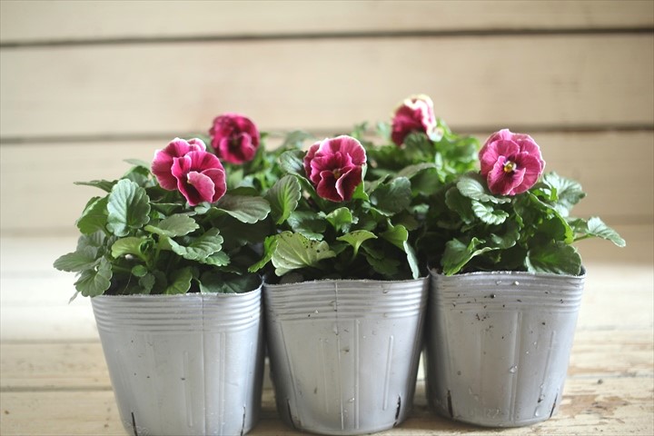 画像: 2025NEW!! 植田さんご夫婦育種！ フリルビオラ『シャルマンロゼ』*ローズ系*