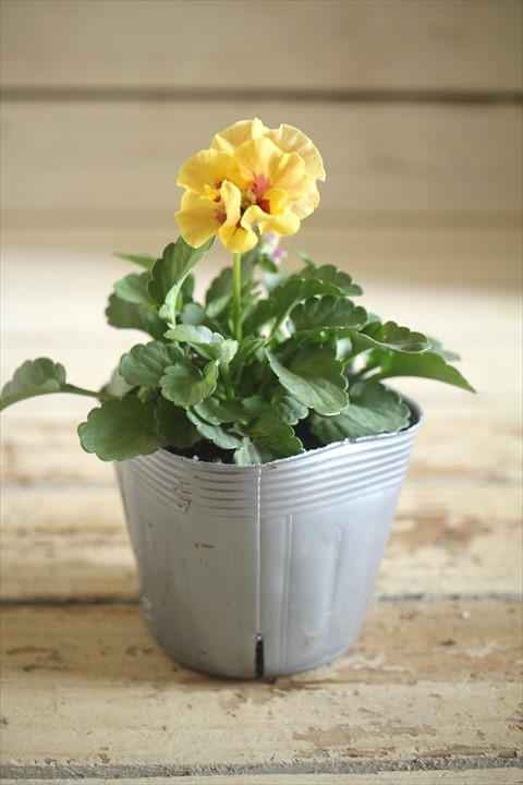 画像2: 【１点もの】植田さんご夫婦育種！ フリルパンジー『春マンボー』◆ver.１４◆