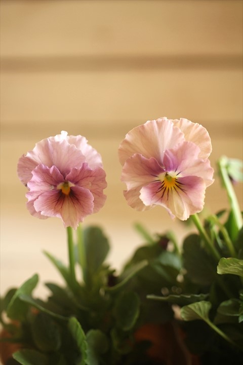 画像3: 2025NEW!!  МFFさんオリジナル!! フリルビオラ ルーシュ『シェルピンク』*ピンク系*