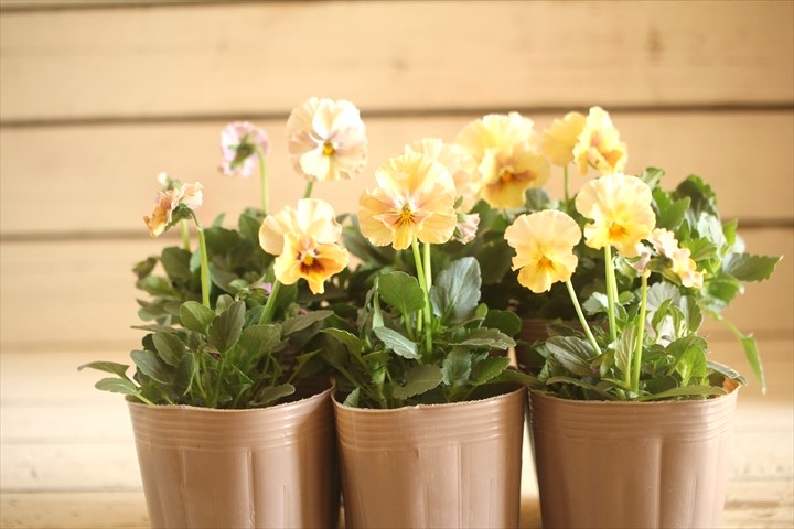 画像: 2025NEW!!  МFFさんオリジナル!! フリルビオラ ルーシュ『シェルピンク』*イエロー系*