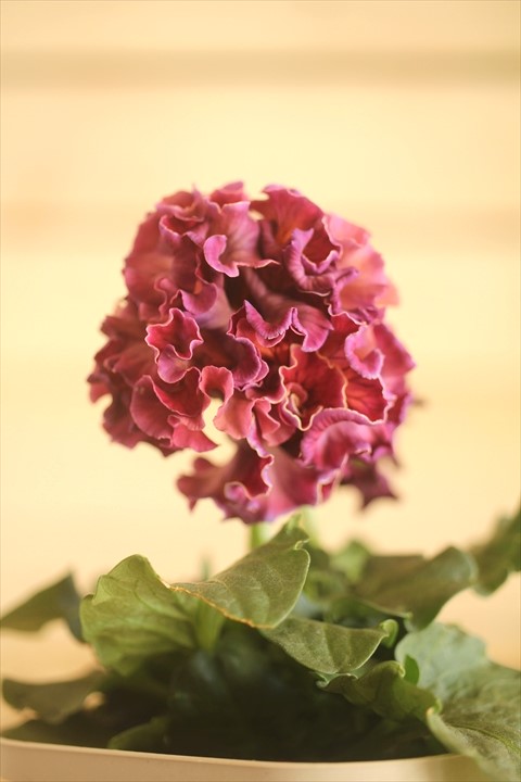 画像1: フリンジ咲きパンジー 『ローブ・ドゥ・アントワネット』 ★１点もの ver.７６★ 