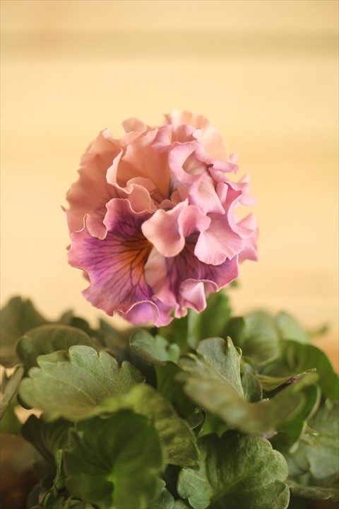 画像1: フリンジ咲きパンジー 『ローブ・ドゥ・アントワネット』 ★１点もの ver.８０★ 