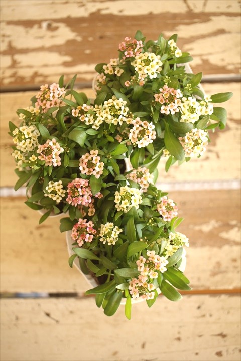 画像1: ２色植えアリッサム『レモン＆ピーチ』 