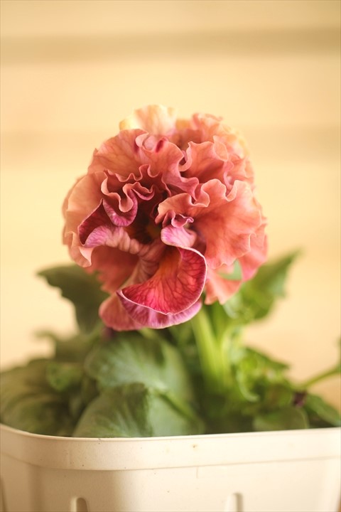 画像1: フリンジ咲きパンジー 『ローブ・ドゥ・アントワネット』 ★１点もの ver.４６★ 