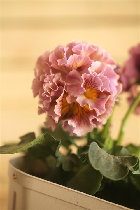 画像2: フリンジ咲きパンジー 『ローブ・ドゥ・アントワネット』 ★１点もの ver.７８★ 