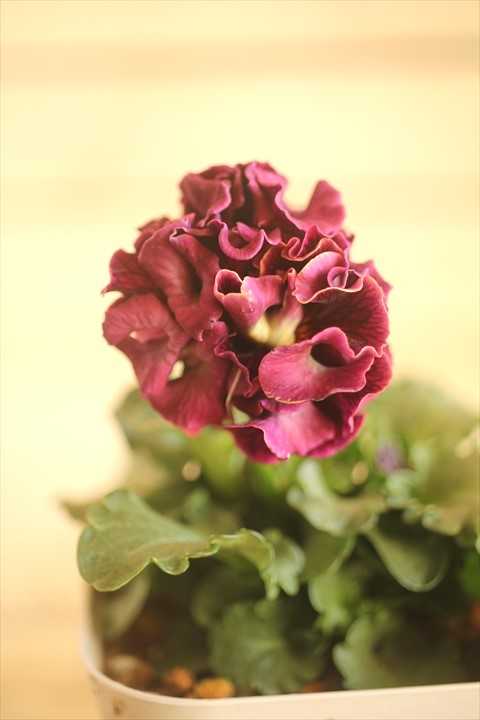 画像1: フリンジ咲きパンジー 『ローブ・ドゥ・アントワネット』 ★１点もの ver.５３★ 