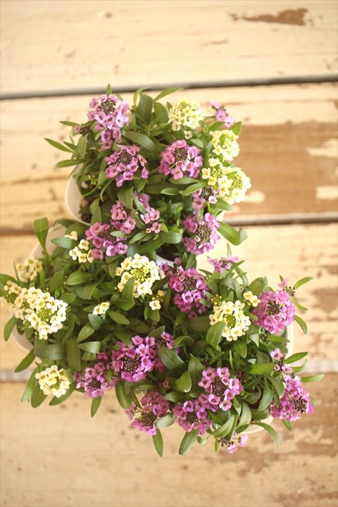 画像3: ２色植えアリッサム『レモン＆ラベンダー』 