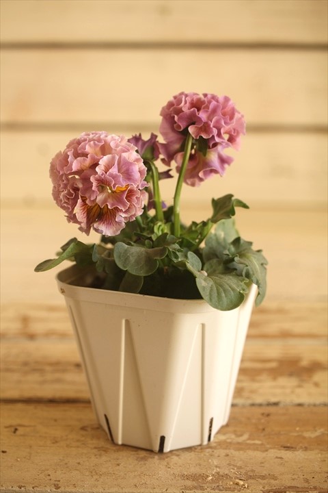 画像1: フリンジ咲きパンジー 『ローブ・ドゥ・アントワネット』 ★１点もの ver.７８★ 