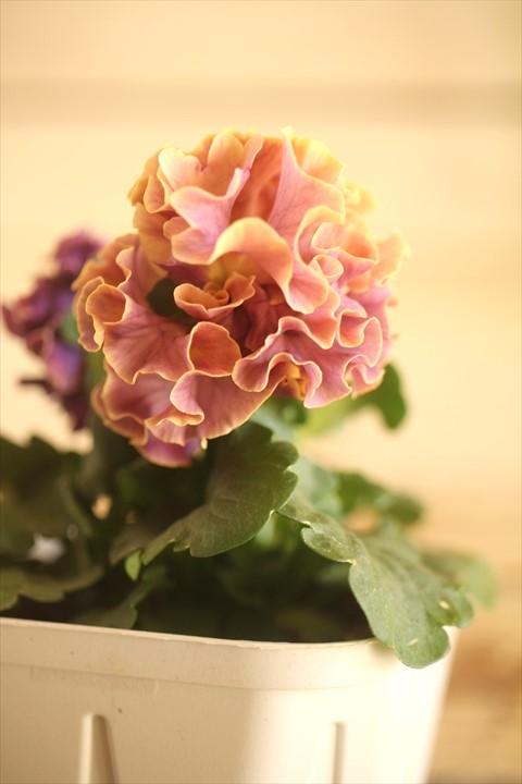 画像1: フリンジ咲きパンジー 『ローブ・ドゥ・アントワネット』 ★１点もの ver.６２★ 