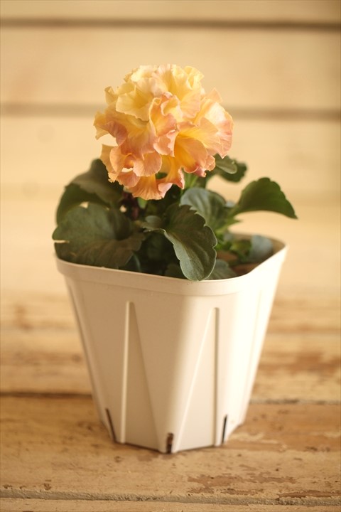 画像2: フリンジ咲きパンジー 『ローブ・ドゥ・アントワネット』 ★１点もの ver.４８★ 