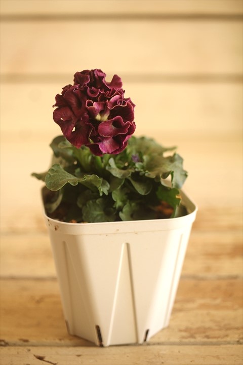 画像2: フリンジ咲きパンジー 『ローブ・ドゥ・アントワネット』 ★１点もの ver.５３★ 