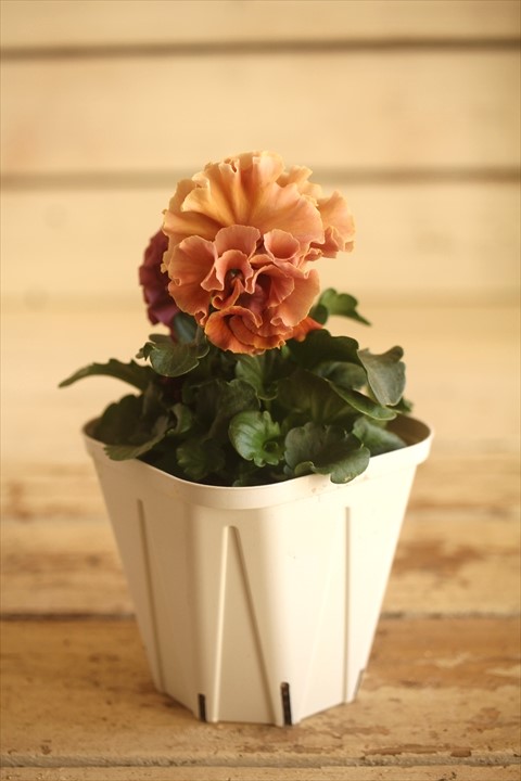 画像2: フリンジ咲きパンジー 『ローブ・ドゥ・アントワネット』 ★１点もの ver.６９★ 