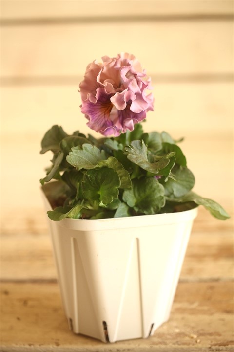 画像2: フリンジ咲きパンジー 『ローブ・ドゥ・アントワネット』 ★１点もの ver.８０★ 