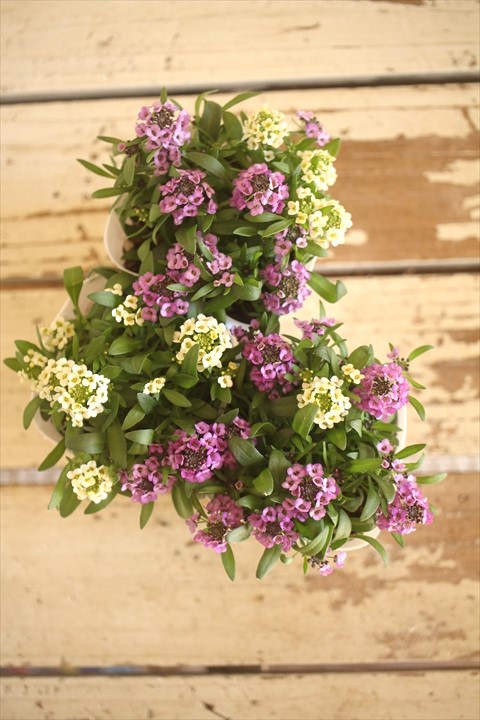 画像1: ２色植えアリッサム『レモン＆ラベンダー』 