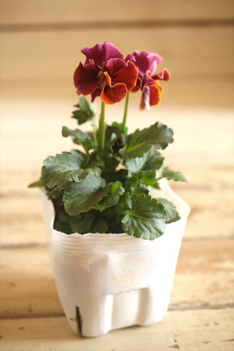 画像2: 北島園芸さんオリジナル！ フリルビオラ『ドレープ・シエナ』 ★１点もの ver. １７★