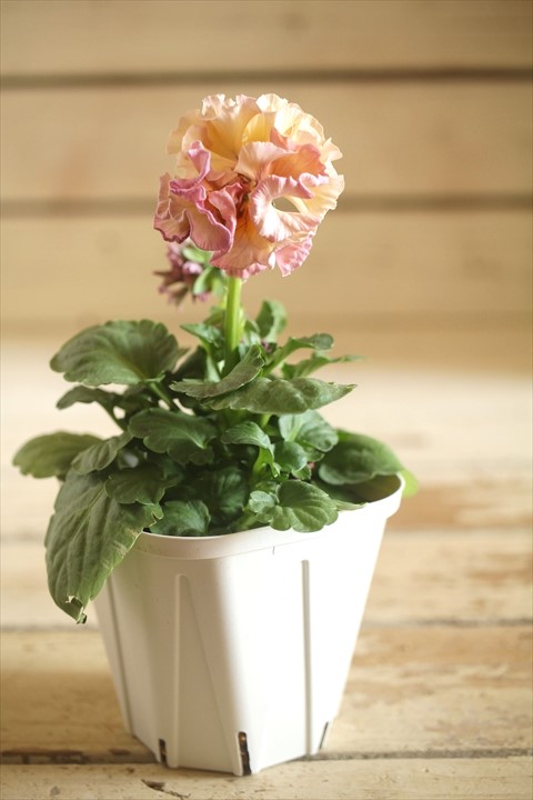 画像2: フリンジ咲きパンジーローヴドゥアントワネット『ロココ』 ★１点もの ver.７１★