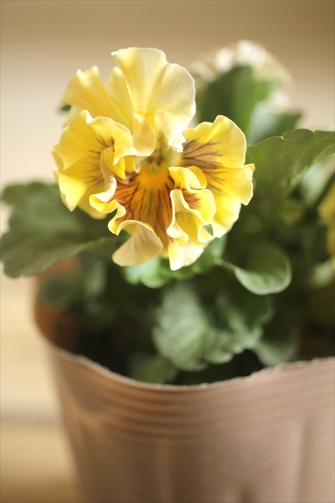 画像2: 【１点もの】2025NEW!! МFFさんオリジナル!! フリルパンジーモアナ『レモーナ』 ★ver.１３★