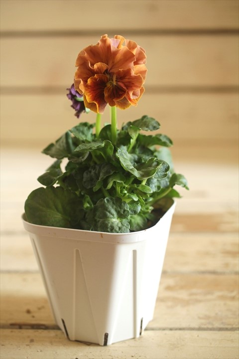 画像2: フリンジ咲きパンジーローヴドゥアントワネット『ロココ』 ★１点もの ver.４５★