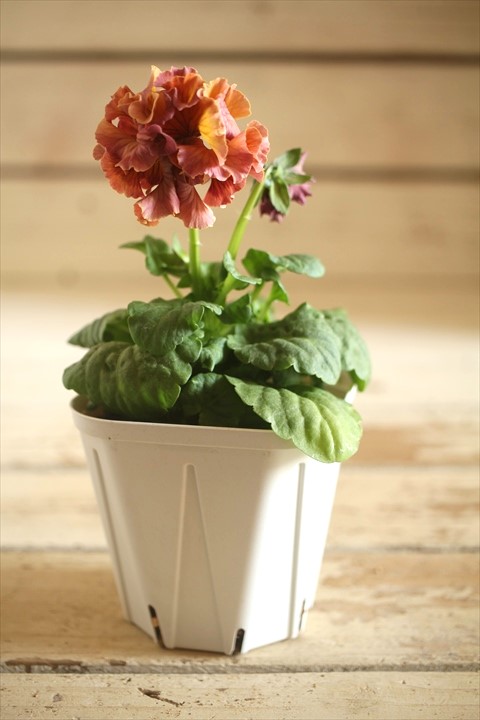 画像2: フリンジ咲きパンジーローヴドゥアントワネット『ロココ』 ★１点もの ver.７２★