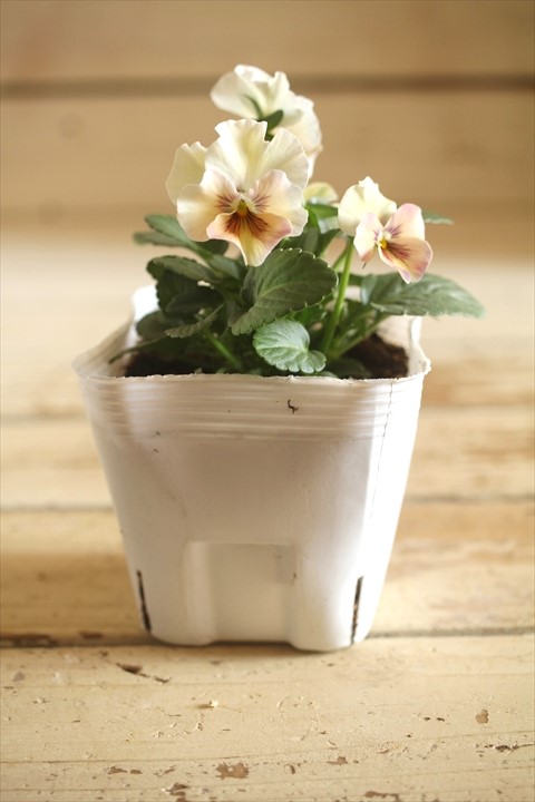 画像2: 北島園芸さんオリジナル！ フリルビオラ『シャボンアルティ』 ★１点もの ver.１４★