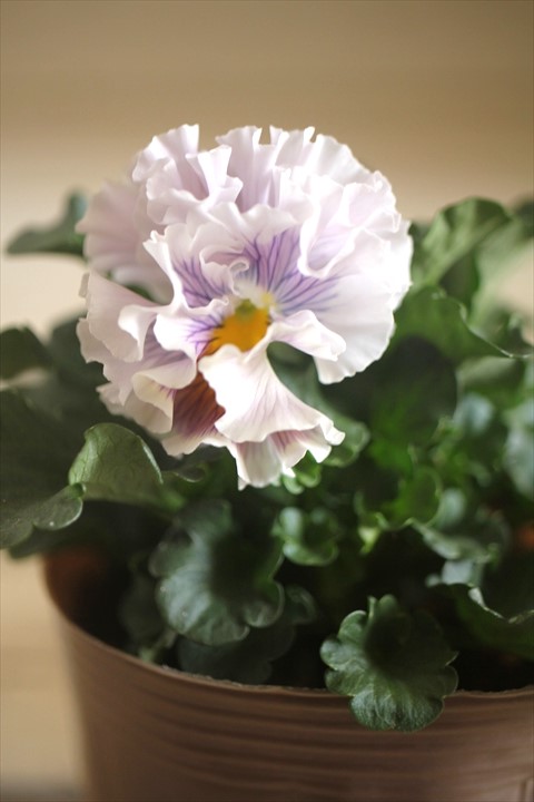 画像2: 【１点もの】2025NEW!! МFFさんオリジナル!! フリルパンジーモアナ『レモーナ』 ★ver.３★