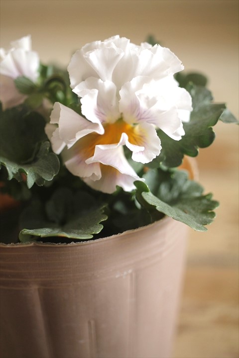 画像2: 【１点もの】2025NEW!! МFFさんオリジナル!! フリルパンジーモアナ『レモーナ』 ★ver.９★