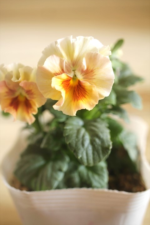 画像1: 北島園芸さんオリジナル！ フリルビオラ『シャボンアルティ』 ★１点もの ver.５★