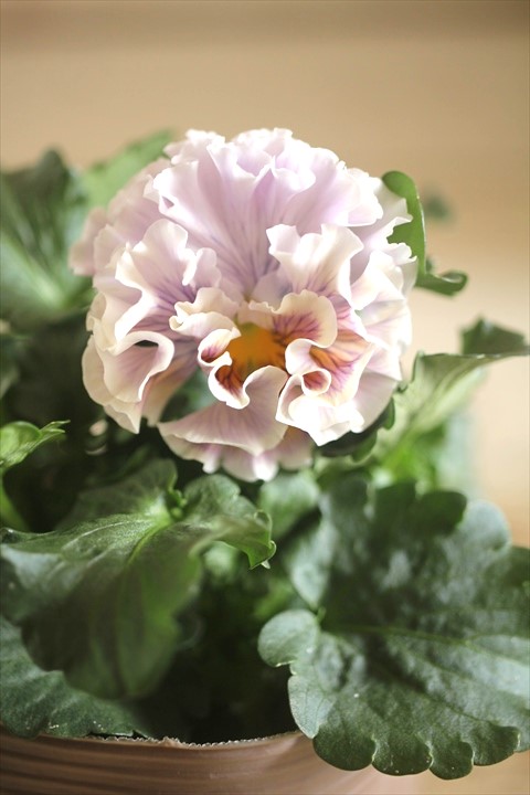 画像2: 【１点もの】2025NEW!! МFFさんオリジナル!! フリルパンジーモアナ『レモーナ』 ★ver.４★