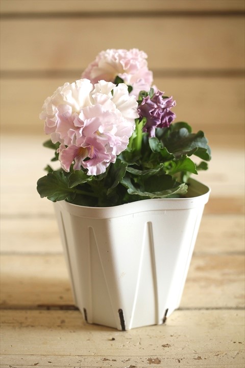 画像2: フリンジ咲きパンジーローヴドゥアントワネット『ロココ』 ★１点もの ver.４４★