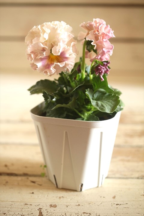 画像2: フリンジ咲きパンジーローヴドゥアントワネット『ロココ』 ★１点もの ver.５２★