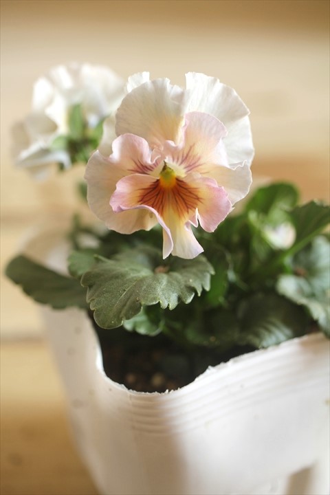 画像1: 北島園芸さんオリジナル！ フリルビオラ『シャボンアルティ』 ★１点もの ver.１６★