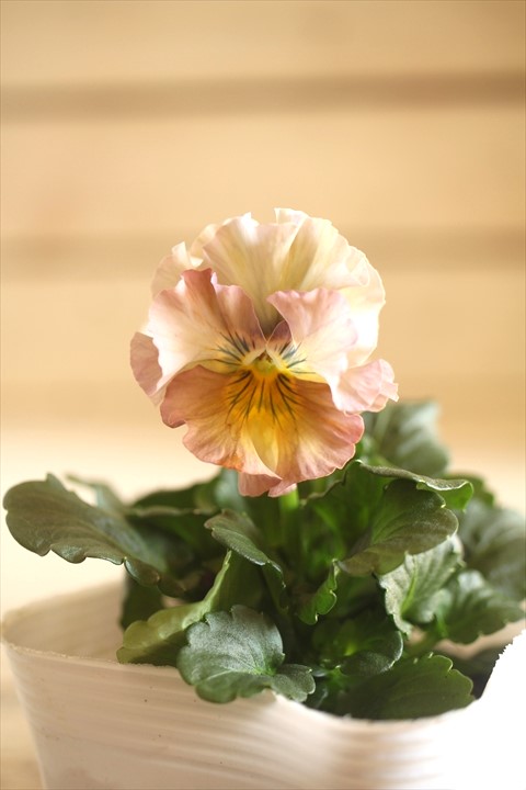 画像1: 北島園芸さんオリジナル！ フリルビオラ『ドレープ・シエナ』 ★１点もの ver. ５★