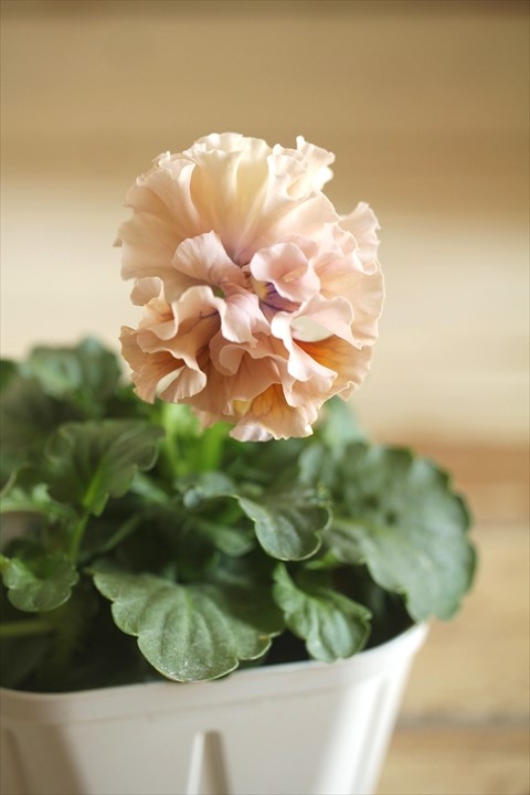 画像1: フリンジ咲きパンジーローヴドゥアントワネット『ロココ』 ★１点もの ver.７４★