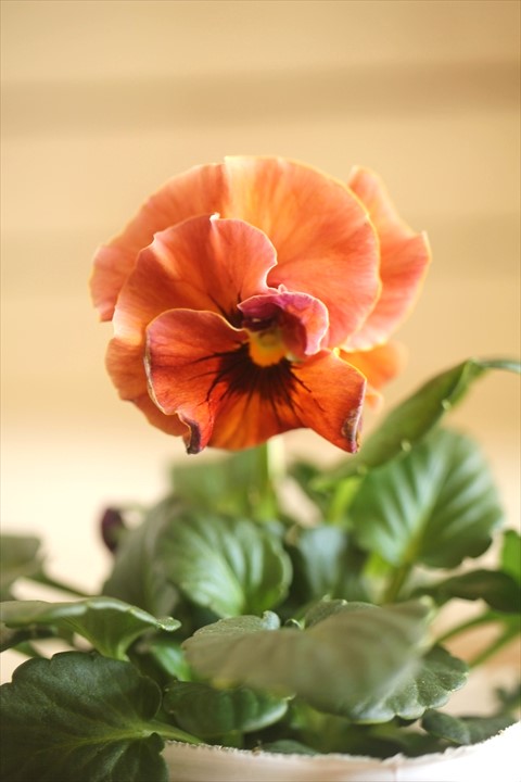 画像1: 北島園芸さんオリジナル！ フリルビオラ『ドレープ・シエナ』 ★１点もの ver. １５★